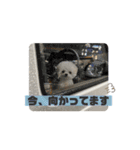 白モフくん ♡♡♡（個別スタンプ：13）