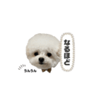 白モフくん ♡♡♡（個別スタンプ：16）