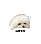 白モフくん ♡♡♡（個別スタンプ：24）