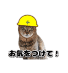 保護猫ハウスにゃんず赤い糸Part1（個別スタンプ：19）