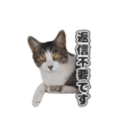 保護猫ハウスにゃんず赤い糸Part1（個別スタンプ：30）