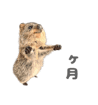 ［新機能］赤ちゃん生誕クオッカワラビー②（個別スタンプ：17）