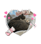 こむこむスタンプ(目瞑ってるの多め)（個別スタンプ：10）