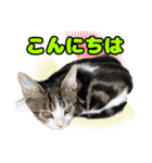マンチカンのコンパスくん②（個別スタンプ：2）