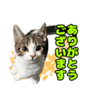 マンチカンのコンパスくん②（個別スタンプ：4）