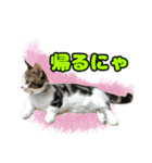 マンチカンのコンパスくん②（個別スタンプ：9）
