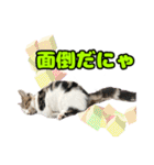 マンチカンのコンパスくん②（個別スタンプ：14）