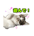 マンチカンのコンパスくん②（個別スタンプ：16）