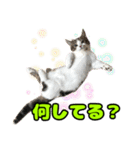 マンチカンのコンパスくん②（個別スタンプ：19）