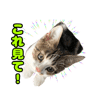 マンチカンのコンパスくん②（個別スタンプ：24）