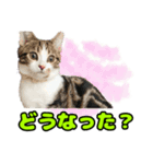 マンチカンのコンパスくん②（個別スタンプ：30）