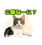 マンチカンのコンパスくん②（個別スタンプ：34）