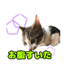 マンチカンのコンパスくん②（個別スタンプ：35）