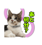 マンチカンのコンパスくん②（個別スタンプ：37）