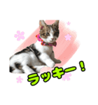 マンチカンのコンパスくん②（個別スタンプ：39）
