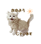 吾輩はイナリなり！！（個別スタンプ：1）