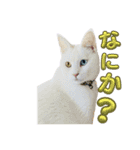 しゃあ猫団【2】（個別スタンプ：3）