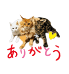 しゃあ猫団【2】（個別スタンプ：10）