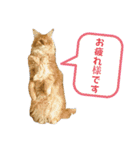 しゃあ猫団【2】（個別スタンプ：11）