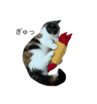 我が家の愛猫、てんちゃん5（個別スタンプ：1）