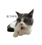 我が家の愛猫、てんちゃん5（個別スタンプ：2）