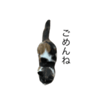 我が家の愛猫、てんちゃん5（個別スタンプ：3）