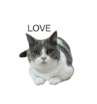 我が家の愛猫、てんちゃん5（個別スタンプ：5）