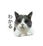 我が家の愛猫、てんちゃん5（個別スタンプ：6）