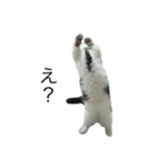我が家の愛猫、てんちゃん5（個別スタンプ：8）