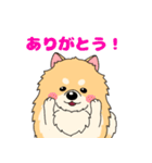 可愛いポメラニアン(クリーム)（個別スタンプ：4）