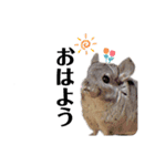チンチラこむぎちゃん（個別スタンプ：1）