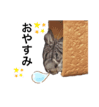 チンチラこむぎちゃん（個別スタンプ：2）