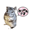 チンチラこむぎちゃん（個別スタンプ：5）