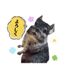 チンチラこむぎちゃん（個別スタンプ：7）