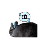 チンチラこむぎちゃん（個別スタンプ：8）
