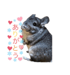 チンチラこむぎちゃん（個別スタンプ：9）