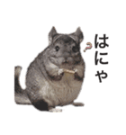 チンチラこむぎちゃん（個別スタンプ：13）