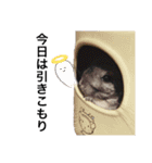 チンチラこむぎちゃん（個別スタンプ：14）