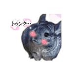チンチラこむぎちゃん（個別スタンプ：16）