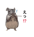 チンチラこむぎちゃん（個別スタンプ：21）