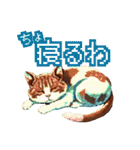 遊び心いっぱいのゆるドット絵猫（個別スタンプ：2）