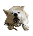 秋田犬 藤の使いやすいスタンプ（個別スタンプ：13）