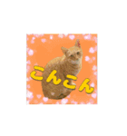 しゃあ猫団【1】（個別スタンプ：1）