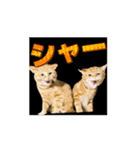 しゃあ猫団【1】（個別スタンプ：2）