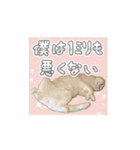 しゃあ猫団【1】（個別スタンプ：6）