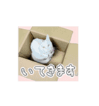 しゃあ猫団【1】（個別スタンプ：7）