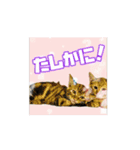 しゃあ猫団【1】（個別スタンプ：15）