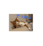 めちゃかわねこちゃんず3！うごく！（個別スタンプ：1）