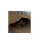 めちゃかわねこちゃんず3！うごく！（個別スタンプ：4）