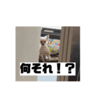 はーぶの日常（個別スタンプ：12）